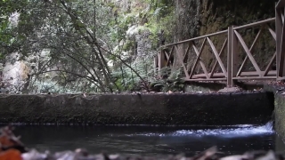 Find Videos, River, Forest, Landscape, Water, Tree