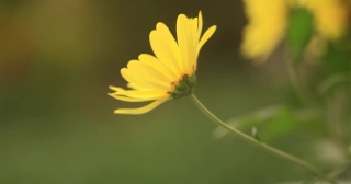 Find Stock Footage, Flower, Daisy, Plant, Sunflower, Herb