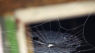 Fire Stock Footage, Spider Web, Cobweb, Web, Spider, Trap