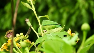 Fireflies Stock Video, Plant, Herb, Leaf, Vascular Plant, Garden
