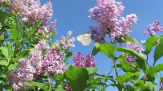 Fireplace Stock Video, Lilac, Flower, Plant, Blossom, Spring