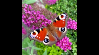 Flash Video Background, Peacock, Insect, Spring, Garden, Flower
