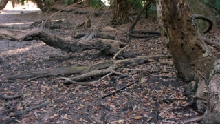 Fog Stock Footage, Diamondback, Rattlesnake, Tree, Snake, Pit Viper
