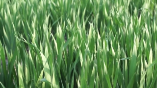 Footage Background, Rice, Grass, Wheat, Grain, Field