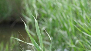 Footage, Grass, Plant, Field, Spring, Lawn