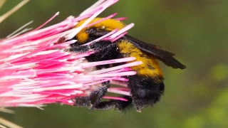 Footage Nature Download, Bee, Insect, Arthropod, Flower, Invertebrate