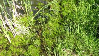 Footage Photo, Herb, Plant, Vascular Plant, Fennel, Grass