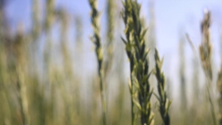 Footage Websites, Wheat, Cereal, Field, Agriculture, Rural