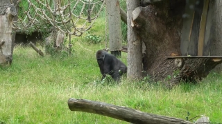 Football Stock Footage, Gorilla, Ape, Primate, Wildlife, Wild