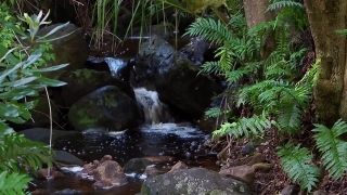 Forest, River, Stream, Water, Waterfall, Stone