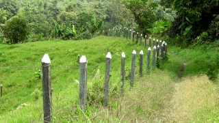 Forest Stock Footage, Fence, Cemetery, Picket Fence, Barrier, Worm Fence