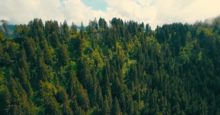 Free 3d Animation Background, Tree, Forest, Landscape, Woody Plant, Trees