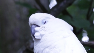 Free Archive Footage To Use, Bird, Cockatoo, Ptarmigan, Parrot, Grouse