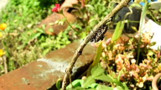 Free Background For Chroma Key, Insect, Dragonfly, Tree, Arthropod, Wildlife