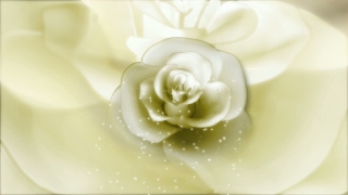  Background Video Download, White, Flower, Rose, Petals, Petal