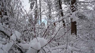 Free Best No Copyright Video Clips, Snow, Weather, Winter, Forest, Cold