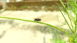 Free Best Sites For Stock Video Footage, Insect, Ant, Arthropod, Beetle, Invertebrate