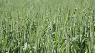 Free Christian Backgrounds, Wheat, Cereal, Field, Grass, Growth