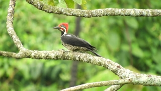 Free Copyright Intro Video, Woodpecker, Bird, Wildlife, Beak, Vertebrate