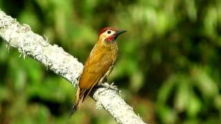 Free Download Funny Clips For Editing, Woodpecker, Bird, Vertebrate, Wildlife, Beak