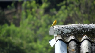 Free Download Video Backgrounds, Bird, Cockatoo, Parrot, Wildlife, Beak