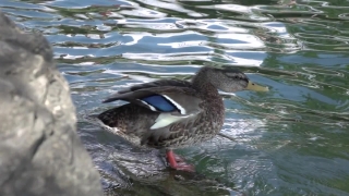 Free Dreamstime Stock Footage, Red-breasted Merganser, Merganser, Duck, Sea Duck, Wildlife