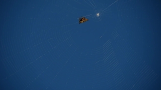 Free Edit Stock Footage, Spider Web, Web, Trap, Cobweb, Spider