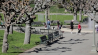 Free Footage Hd, Tree, Grass, Landscape, Park, Woody Plant