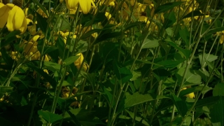 Free  Night City Stock Footage, Plant, Vascular Plant, Herb, Flower, Field