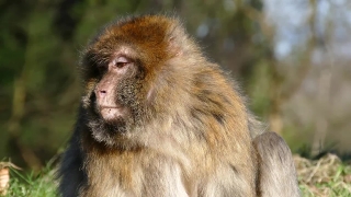 Free  Universe Stock Footage, Macaque, Monkey, Primate, Wildlife, Ape