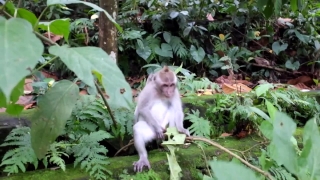 Free Funny Stock Videos, Macaque, Monkey, Primate, Wildlife, Wild