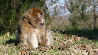Free Funny Videos For Commercial Use, Macaque, Monkey, Primate, Wildlife, Ape