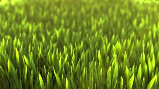 Free Graphics Background Hd, Grass, Field, Growth, Dew, Lawn
