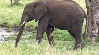 Free Highway Stock Footage, Elephant, Mammal, Tusker, Safari, Wildlife