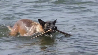 Free Images For Youtube Videos No Copyright, Shepherd Dog, Dog, Water, Canine, Sea