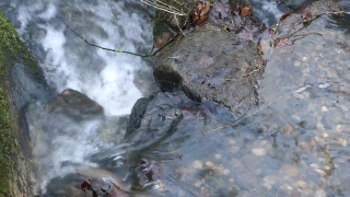 Free Intro Video Download No Copyright, Water Snake, Snake, Water, Reptile, River
