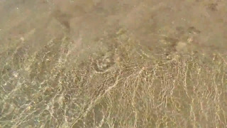 Free Intro Youtube No Copyright, Wheat, Plant, Field, Agriculture, Vascular Plant