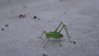 Free License Footage, Cricket, Insect, Arthropod, Grasshopper, Invertebrate