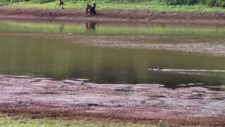 Free Man Walking Stock Footage, Water, Swamp, Landscape, Lake, River