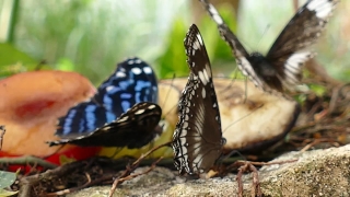 Free Model Stock Footage, Admiral, Butterfly, Insect, Wildlife, Fly
