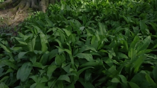 Free Motion Backgrounds Video, Plant, Herb, Vascular Plant, Leaf, Field