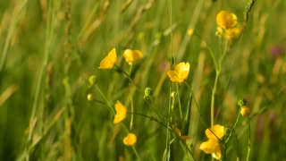 Free Motivational Stock Footage, Buttercup, Herb, Vascular Plant, Plant, Spring