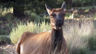 Free Mountain Video Footage, Antelope, Wildlife, Buck, Impala, Deer