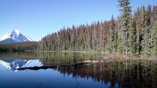 Free Nature 4k Video Download, Swamp, Wetland, Land, Lake, Landscape