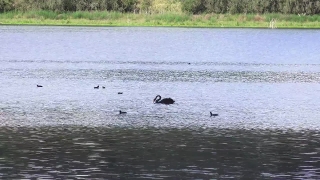 Free Niche Stock Footage Website, Water, Bird, Lake, Aquatic Bird, Hippopotamus