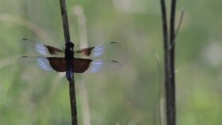 Free No Copyright Long Video, Dragonfly, Insect, Arthropod, Damselfly, Invertebrate