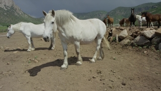 Free No Copyright Video Download, Horse, Animal, Farm, Horses, Equine
