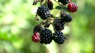 Free No Copyright Video Sites, Blackberry, Berry, Edible Fruit, Fruit, Sweet