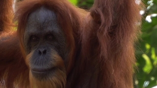 Free No Copyright Videos For Commercial Use, Orangutan, Ape, Primate, Monkey, Wildlife
