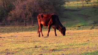 Free No Copyright Videos For Youtube Download, Horse, Horses, Pasture, Farm, Grass